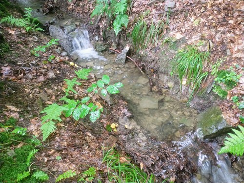 Pfifferlinge am Bachlauf; Foto Michael 19.8.23