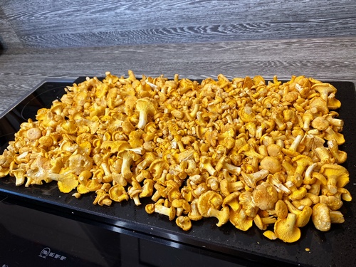 und wieder ein großer Pfifferlingsfund; Foto Stefan 13.6.24