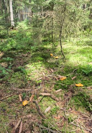 Pfifferlinge in Moos und Nadelstreu; Foto Jörn 7.7.24