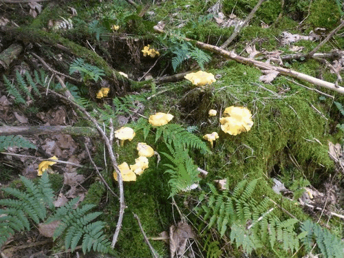 Pfifferlinge im Moos; Foto Michael 6.9.23