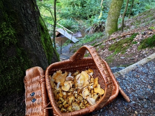 Korb mit Pfifferlingen am Bachsteg; Foto © Stefan 5.9.23