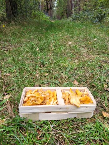 Ein voller Pfifferlingskorb; Foto Verena 5.10.25