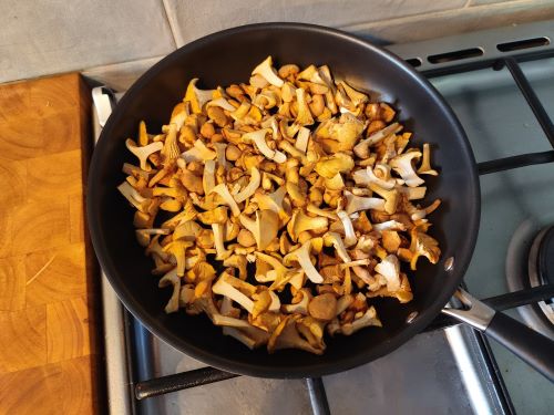 Drei Arten Pfifferlinge in der Pfanne; Foto Michael 13.8.25