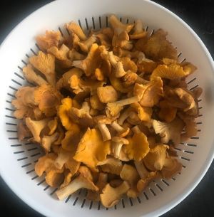 Pfifferlingsteller; Foto Jürgen 5.9.25 Pfifferlingsteller; Foto Jürgen 5.9.25