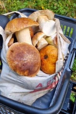 Pilze im Fahrradkorb; Foto Bodo 29.10.25