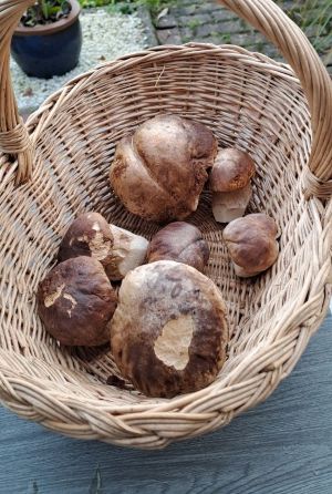 Körbchen mit Steinpilzen; Foto Helga 31.10.25