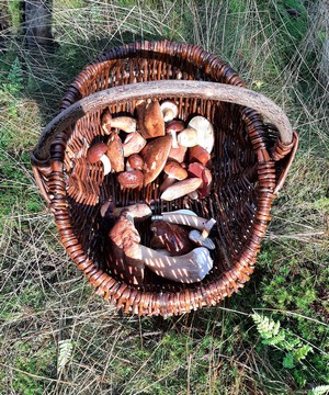 PIlzkorb während Abenessen im Wald Dirk 