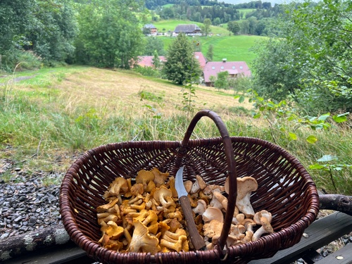 Pilzkorb mit Blick auf kleine Waldsiedlung; Foto © Heiko 27.8.23