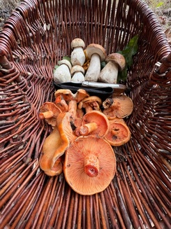 Pilzkorb mit Steinpilzen und Reizkern; Foto Heiko 31.10.23