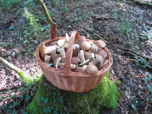 Ein Korb voller prächtiger Sommersteinpilze; Foto Michael 9.8.25