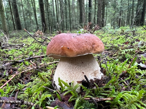 Prachtsteinpilz im lichten Hochwald; Heiko 8.8.23