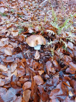 Prachtsteinpilz Mitte November; Foto Ivanka 14.11.25