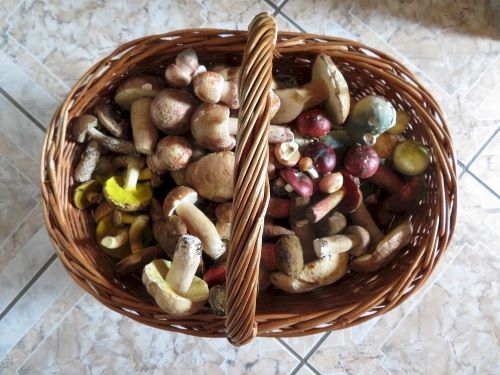 Ein herrlicher bunter Korb voller Pilze; Foto Michael 13.8.25