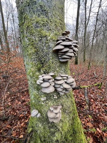 Prächtige Austernpilze; Foto Heiko 22.12.24