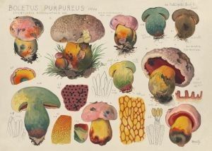 Purpurröhrling; Hans Walty Christoph Merian Verlag