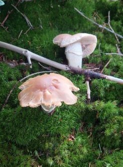 Zwei Reifpilze; Foto Martin 20.7.25