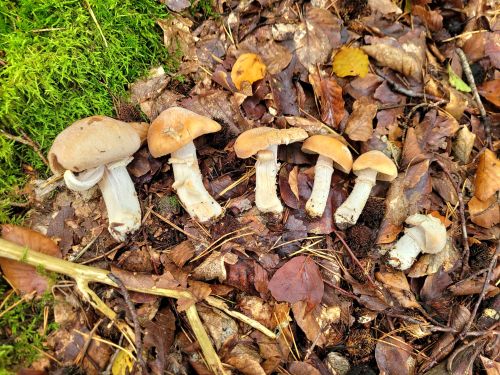 Reifpilze; Foto Verena 6.10.25