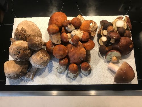 Fund von Parasolen, Rotkappen, Maronen und einem Perlpilz ; Foto Jürgen 5.10.25 Fund von Parasolen, Rotkappen, Maronen und einem Perlpilz ; Foto Jürgen 5.10.25