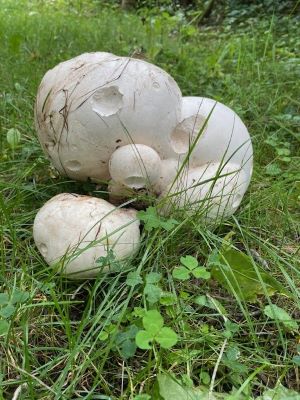 Riesenboviste; Foto Karin 3.8.25