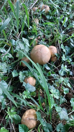 Riesenchampignons; Foto Martin 24.9.23