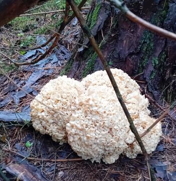 Zweite riesige Krause Glucke; Foto Thomas 25.9.25