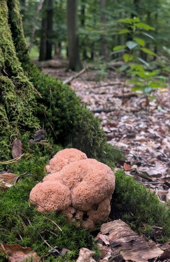 Riesige Krause Glucke; Foto Thomas 4.9.25