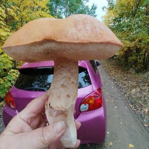 Riesenrotkappe vor Monikas Pinkauto; Foto Monika 12.10.25