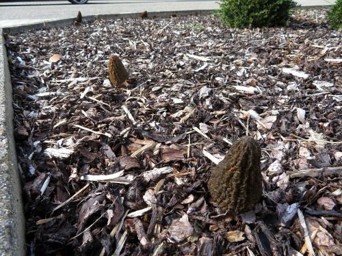 Rindenmulchbeet mit Spitzmorcheln; Foto Michael 9.4.26 Rindenmulchbeet mit Spitzmorcheln; Foto Michael 9.4.26