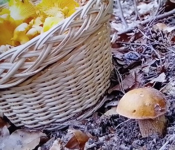 Mysteriöser Röhrling; Foto Thomas 6.6.24