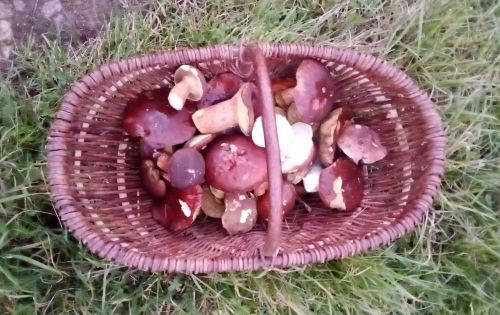 Piolzkorb; Foto Oliver 28.10.25