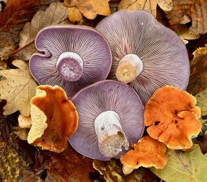 Violette Rötelritterlinge und Orangegelbe Semmelstoppelpilze; Foto Thomas H. 11.11.23