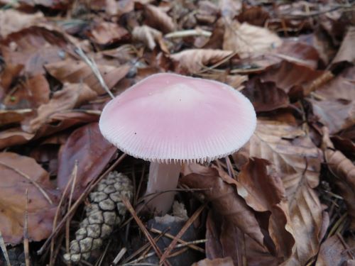 Rosa Rettichhelmling, ein leicht giftiger Lamellenpilz; Foto Michael 22.12.24