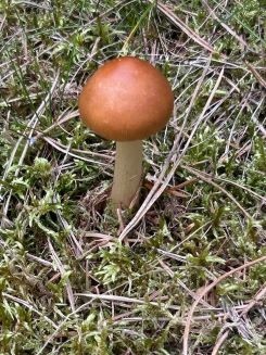 Rotbrauner Scheidenstreifling; Foto Chrischi 10.8.25