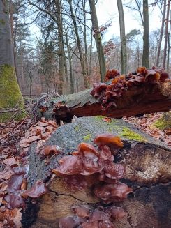 Rotbrauner Zitterling; Foto Thomas 25.11.25