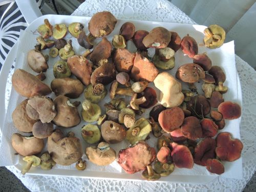 Rotfußröhrlinge (li.) und Blutröhrlinge (re.); Foto Gisela 3.8.25