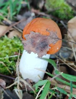 Rotkappe 1; Foto Jürgen 20.9.25 Rotkappe 1; Foto Jürgen 20.9.25