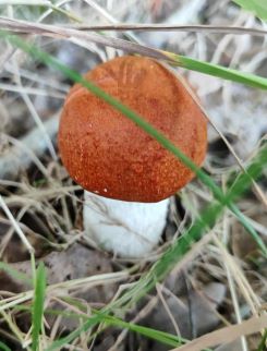 Rotkappe 2; Foto Juergen 20.9.25 Rotkappe 2; Foto Juergen 20.9.25