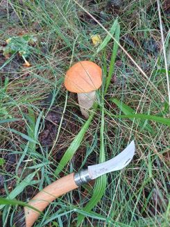 Rotkappe, Pilzmesser; Foto Heidrun 23.7.25