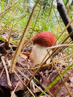 Junge Rotkappe; Foto Julius 21.9.25