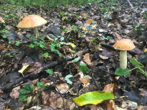 Zwei Starkenburger Rotkappen; Foto Jürgen 7.10.25 Zwei Starkenburger Rotkappen; Foto Jürgen 7.10.25