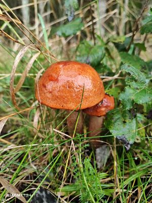 Rotkappen im Regen; Foto Jürgen 5.10.25 Rotkappen im Regen; Foto Jürgen 5.10.25