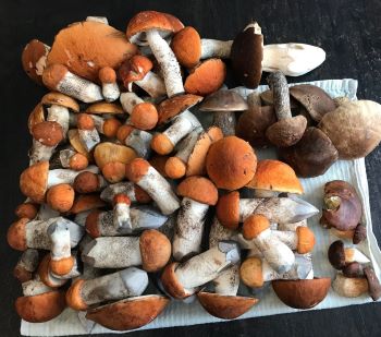 Rotkappen, Maronen; Foto Jürgen 20.9.25 Rotkappen, Maronen; Foto Jürgen 20.9.25