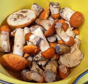 Schöner Rotkappenfund; Foto Mario 30.9.25