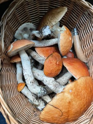 Korb mit Rotkappen und Steinpilz; Foto Alina 22.9.25