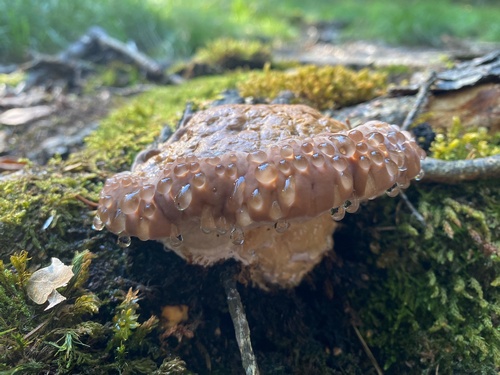 Junger Rotrandiger Fichtenporling mit Guttationstropfen; Foto Volkmar 21.9.23