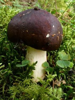 Rotstieliger Ledertäubling; Foto Sepp 27.8.26