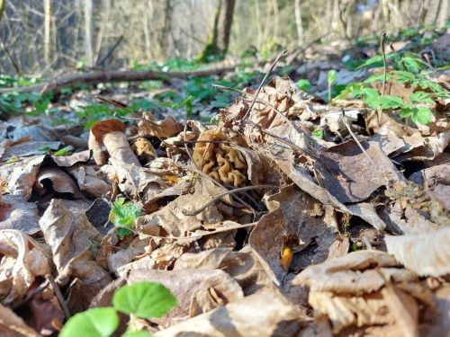 Runzelverpel, versteckt im Laub; Foto Matthias 5.4.25