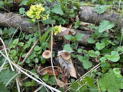 Saitenstielige Knochblauchschwindlinge, Schlüsselblumen; Foto Michael 1.4.26 Saitenstielige Knochblauchschwindlinge, Schlüsselblumen; Foto Michael 1.4.26