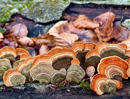 Samtiger Schichtpilz; Foto Thomas H. 31.12.23