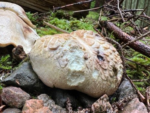 Schafporling; Foto Heiko 11.9.25